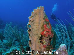 branching vase sponge at los arcos dive site in parguera ... by Victor J. Lasanta 